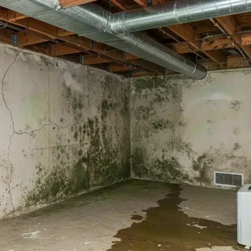 Professional Mold Removal in Ripley County, MO